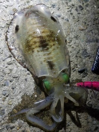 ようやくいいサイズのアオリ