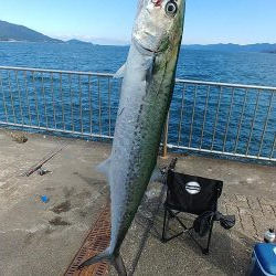 サゴシ釣り！！