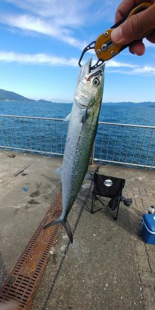 サゴシ釣り！！