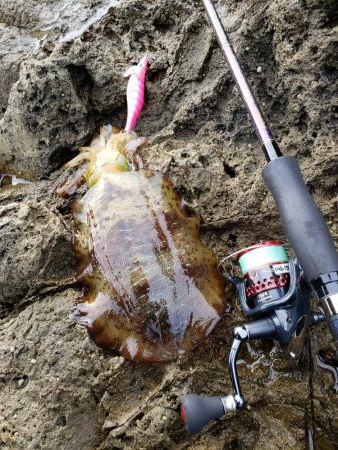 なかなか厳しくなってます( ノД`)…