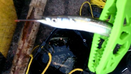 運動会の代休に