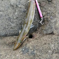 二回目の磯！！玉川地磯