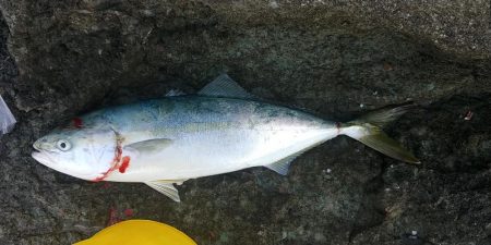 初心者磯釣り師ハマチを釣るの巻き