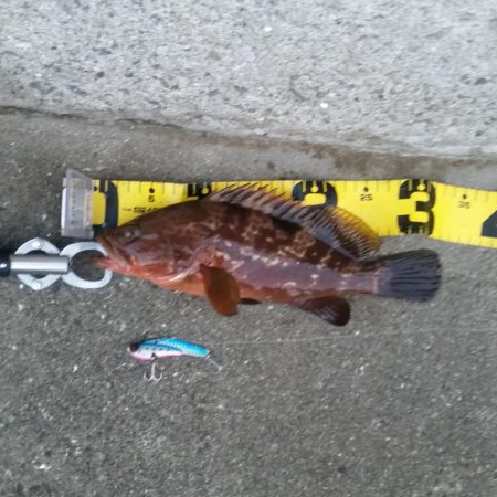 プチsalt water game