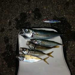 プチsalt water game＆サビキ釣り