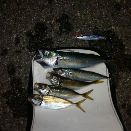 プチsalt water game＆サビキ…