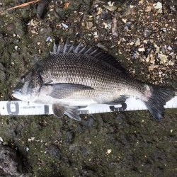 イチノ兄弟、釣果!