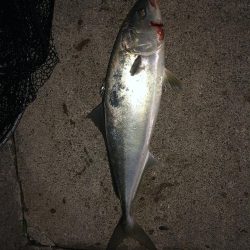 やっとハマチが釣れた