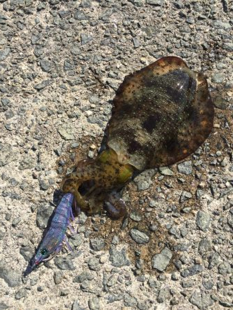 アオリイカ！250g×2