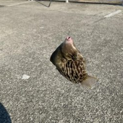 ハゲ鍋のはずが