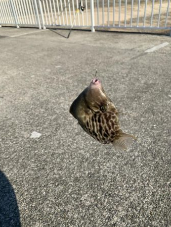 ハゲ鍋のはずが