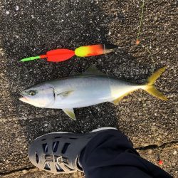 ブリはいずこに