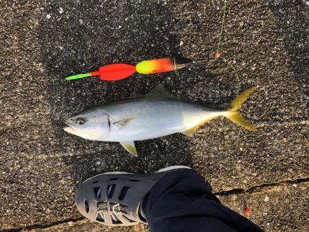 ブリはいずこに