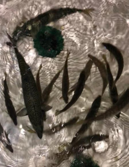 ナイトディープアジング