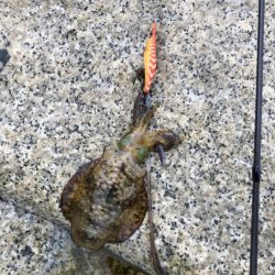 半月ぶりの釣果