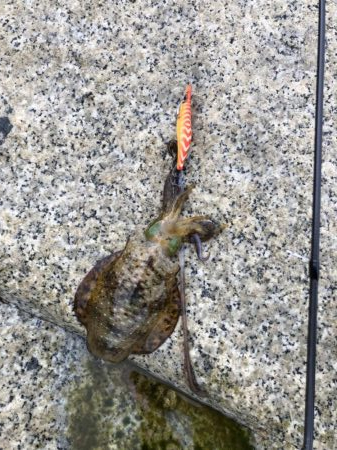 半月ぶりの釣果