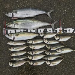 メクリアジ爆釣