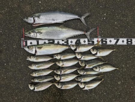 メクリアジ爆釣