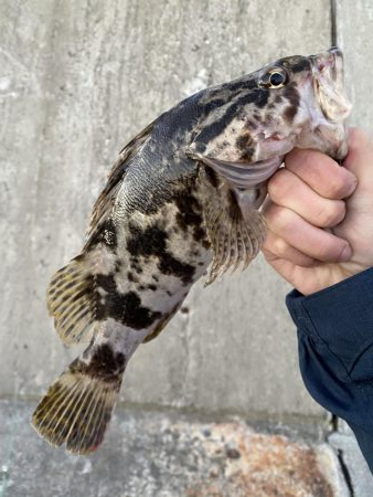 メバリング&LSJ！