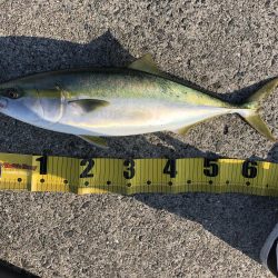 メジロ釣れたー