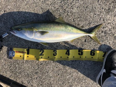 メジロ釣れたー