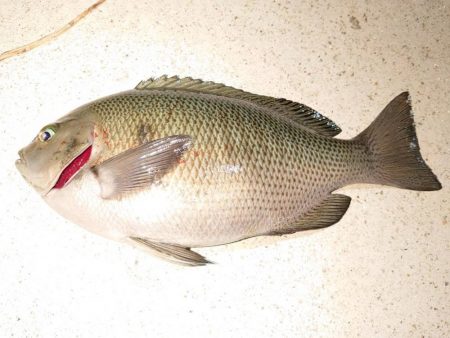 活性悪くて釣れない