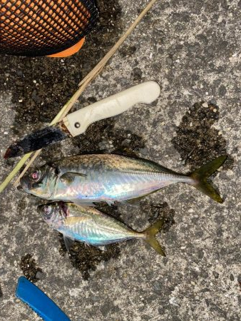 台風後の渋いアジング