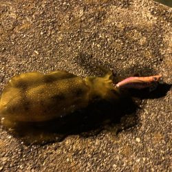 サヨリパターンのシーバスが難し過ぎてエギングへ