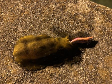 サヨリパターンのシーバスが難し過ぎてエギングへ