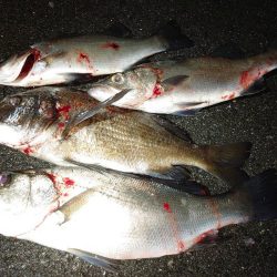 寒い釣行でした