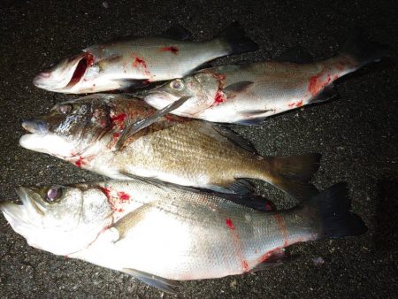 寒い釣行でした