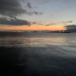 タチウオいないな〜