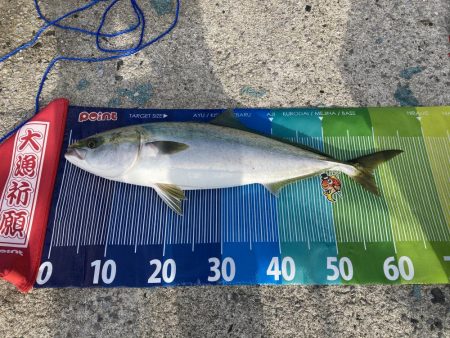 ハマチ66センチ