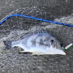 仕事終わりの短時間釣行其の二