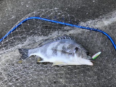 仕事終わりの短時間釣行其の二