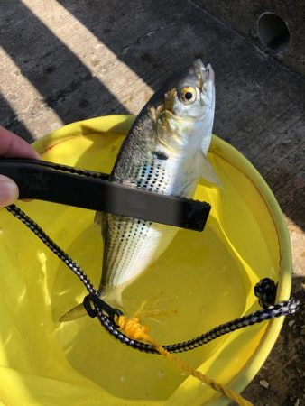 検見川突堤にて