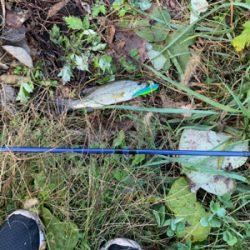 活性低し　ブラックバス