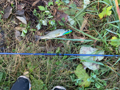 活性低し　ブラックバス