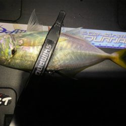 大潮干潮　月明かり　アジにそんなの関係ない