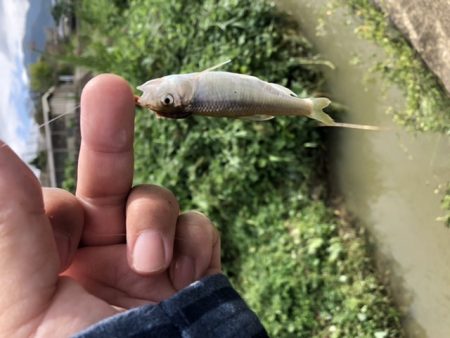 10分フィッシング