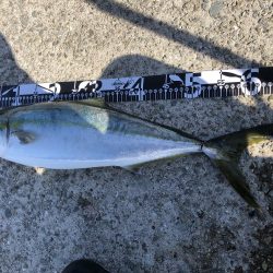 強い引きが楽しいですね!