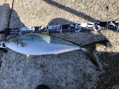 強い引きが楽しいですね!