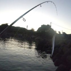 タチウオ入れ食いでした！