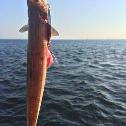 ポーアイ沖タチウオ