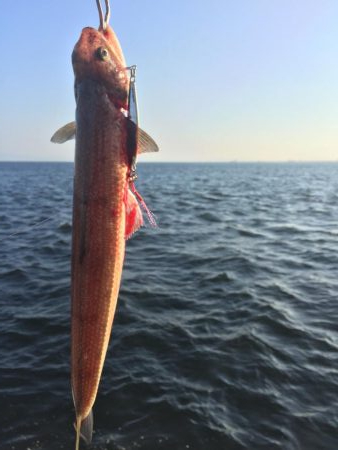 ポーアイ沖タチウオ