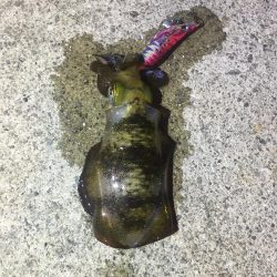 なんとかボウズのがれ