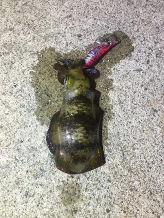 なんとかボウズのがれ