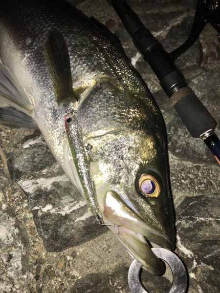 猪名川ゲキスレシーバスと鯉