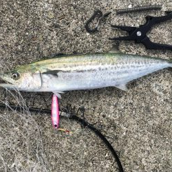 サゴシが回遊中