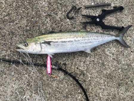 サゴシが回遊中